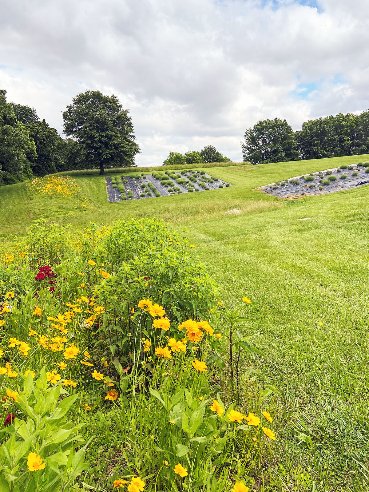 'Yes, you can grow lavender in Illinois’